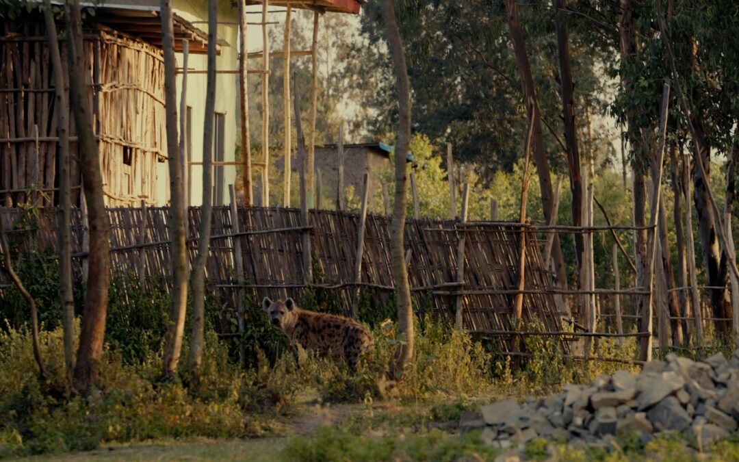 Chased by a Hyena while Getting Water